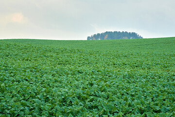 A large field of young green plants to the horizon. Agriculture.