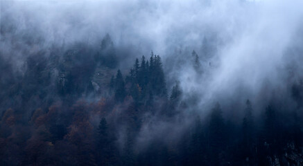 Fototapeta na wymiar Misty landscape with fir forest