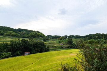 Fototapeta na wymiar Autumn in Japan, a view of terraced rice fields in Asuka Village, Nara Prefecture