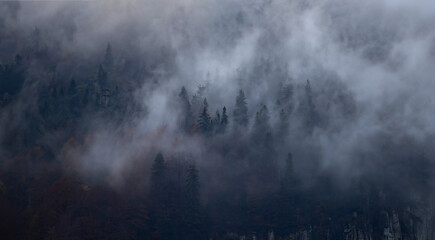 Fototapeta na wymiar Misty landscape with fir forest