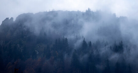 Misty landscape with fir forest