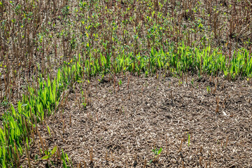 While harvesting oats, a pile of feed grain was scattered across the agricultural field. Many grains began to sprout on their own. The concept of losses during harvesting, renewed life. Film grain