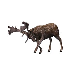Wild animals - fallow deer is attacking - view from the side - isolated on white background - 3D illustration