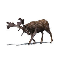 Wild animals - fallow deer is attacking - view from the side with shadow on the floor - isolated on white background - 3D illustration