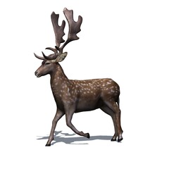 Wild animals - fallow deer is walking in view from the left side with shadow on the floor - isolated on white background - 3D illustration
