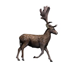 Wild animals - fallow deer is walking in view from the right side - isolated on white background - 3D illustration