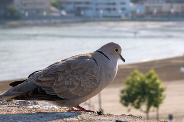 Pigeon waiting in the port of Peñíscola