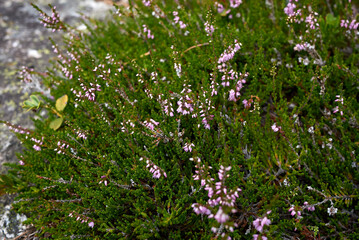 Calluna vulgaris 