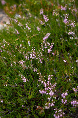 Calluna vulgaris 