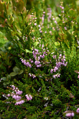 Calluna vulgaris 