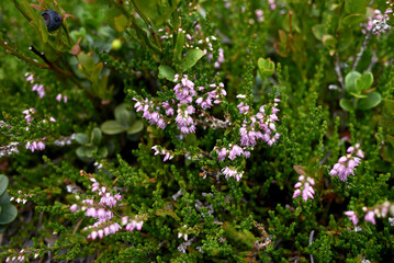 Calluna vulgaris 