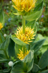 Gentiana lutea 