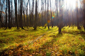 Sunlight falling on green ground with yellow leaves and bare oak trunks in thick forest in national park "Sengiley mountains" in Ulyanovsk region, Russia.