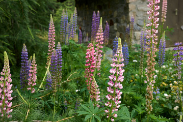 Lupinus polyphyllus 