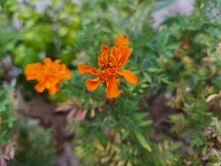 orange flower