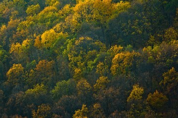 Fototapeta premium Aerial view on colorful forest in autumn in national park 