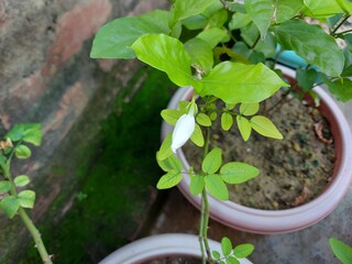 seedlings in a greenhouse