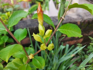 tropical flower