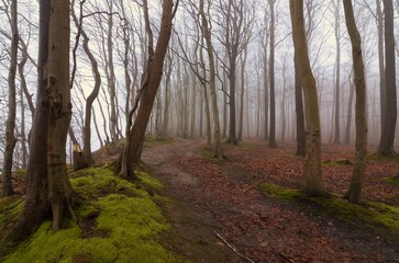 Gespenster Wald im Nebel