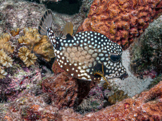 Lactophrys triqueter, smooth trunkfish, iboxfish