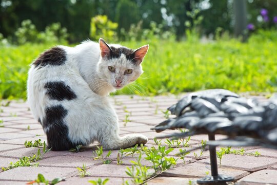 Homeless black and white cat washing itself on the pavement and green grass in the background.
