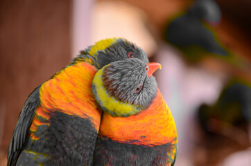 parrot portrait.
two lovebirds hugging