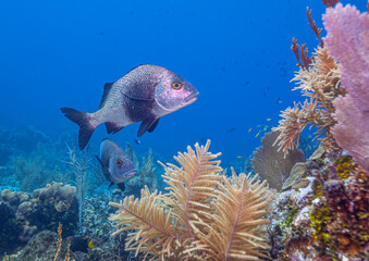  black margate ,Anisotremus surinamensis,