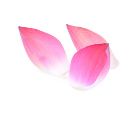 Fototapeta na wymiar Pink lotus lobes on a white background