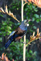 Tui is unique to New Zealand and belong to the honeyeater family. Beautiful bird, singing and colors. 