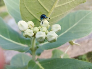 wild strawberry plant