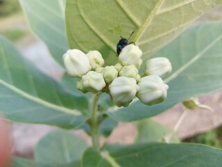 Obraz premium bee on a flower