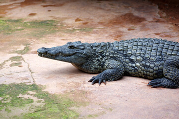 crocodile