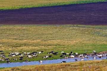 Grazing herd of cows, washing and drinking in river surrounded with faded field in Russia.