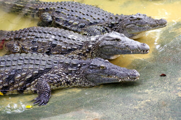 crocodiles
