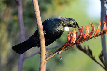 Tui is unique to New Zealand and belong to the honeyeater family. Beautiful bird, singing and colors. 