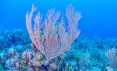 Obraz na płótnie Canvas Caribbean coral garden