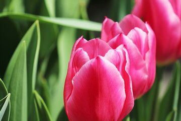 春の庭　三連のピンクのチューリップ