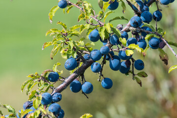 Schlehenfr&uuml;chte