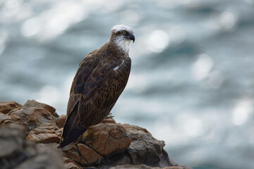 Osprey seating on top of a cliff, above the ocean in Queensland, Australia.