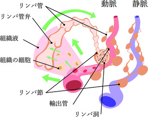 Obraz premium リンパ系 構造 イラスト