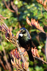 Tui is unique to New Zealand and belong to the honeyeater family. Beautiful bird, singing and colors. 