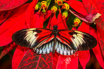Heliconius melpomene, the postman butterfly, common postman or simply postman, is a brightly...