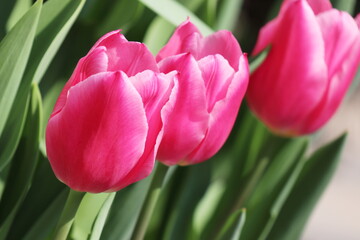春の庭　三連のピンクのチューリップ