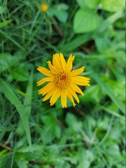 yellow dandelion flower