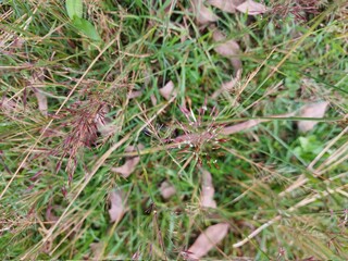 cones in the grass