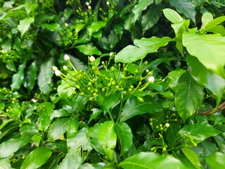 green leaves background