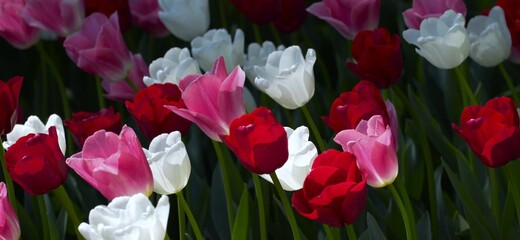 tulips in the garden