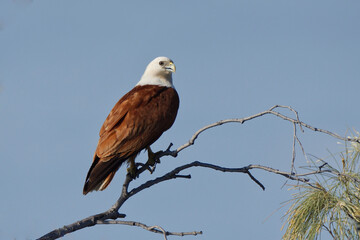Brahminy Kite on a branch, in the morning light, in Australia.