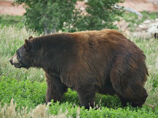 Obraz na płótnie Canvas A brown bear waddles in a grassy area in South Dakota.