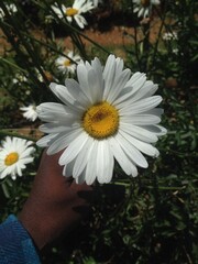 daisy in the garden